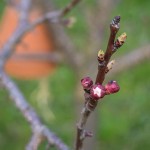 Der Pfirsichbaum blüht-2013-Burgenland