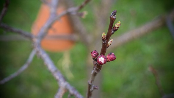 Der Pfirsichbaum blüht-2013-Burgenland