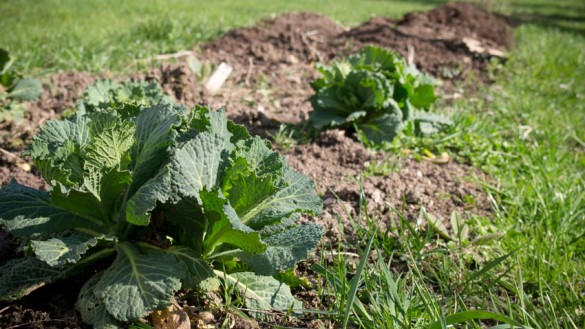 Wirsing (Kohl) einpflanzen-01