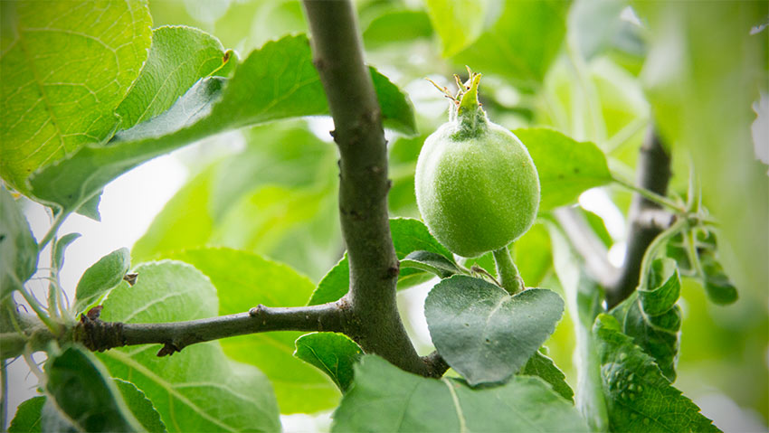 Gravensteiner-Apfel-gruen-Mai-2013