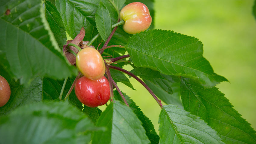 Gartenrundgang im Mai: Unreife Früchtchen?