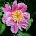 Pfingstrose-Paeonia-2013-01