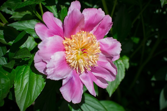 Pfingstrose-Paeonia-2013-01