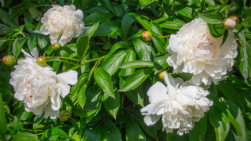 Pfingstrosen (Paeonia) eine Woche nach Pfingsten 2013 erblüht