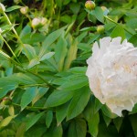 Pfingstrose-Paeonia-2013-03