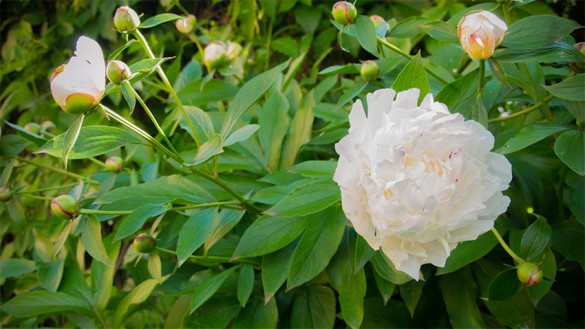 Pfingstrose-Paeonia-2013-03