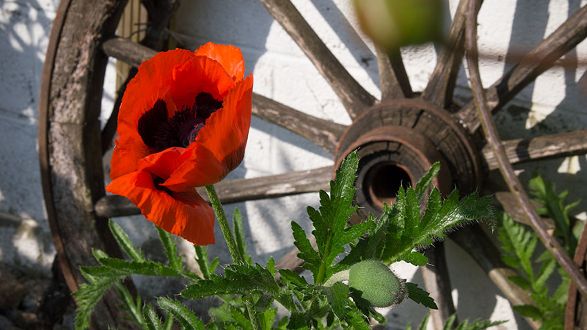 Türkischer Mohn (mit Video...)