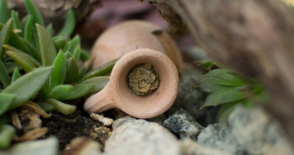 Biene im Burgenland im Garten 03