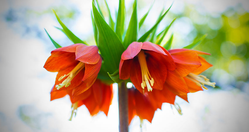 Kaiserkrone-Fritillaria