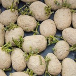 Kartoffel-Erdäpfel keimen