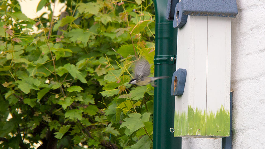 Eine Meise fliegt aus dem Vogelhaus-01