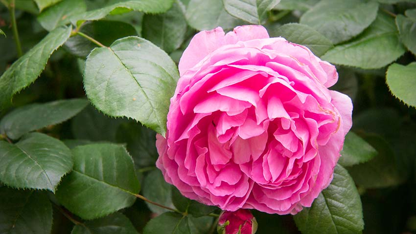 Die Rosen blühen im Frühlingg-01