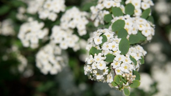 Spiraea (Spierstrauch) - Allergie