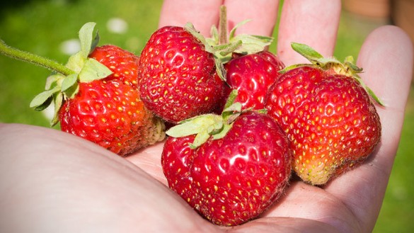 Ananas-Erdbeeren-Burgenland