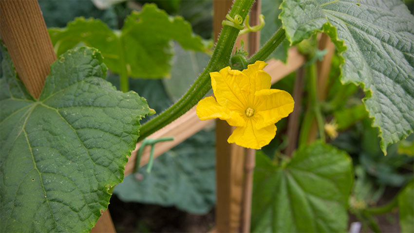 Gurken-Zucchini-bluehen