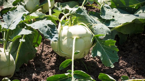 Kohlrabi-Ernte-Juni