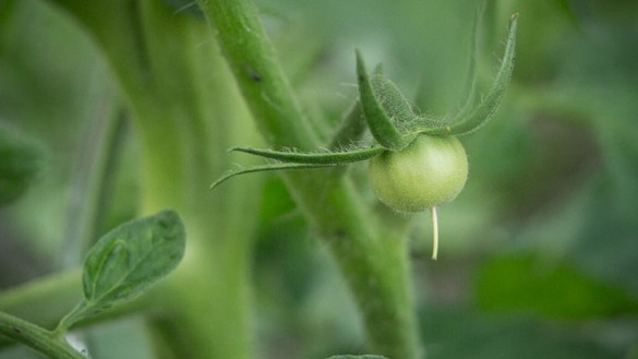 Paradeiser-Tomaten-Fruchtansatz-Juni-2013