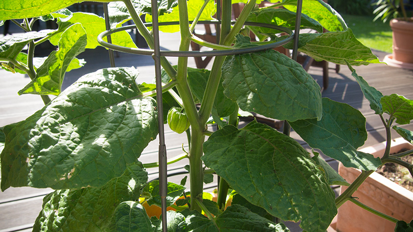 Die Physalis (Andenbeere) wächst prächtig