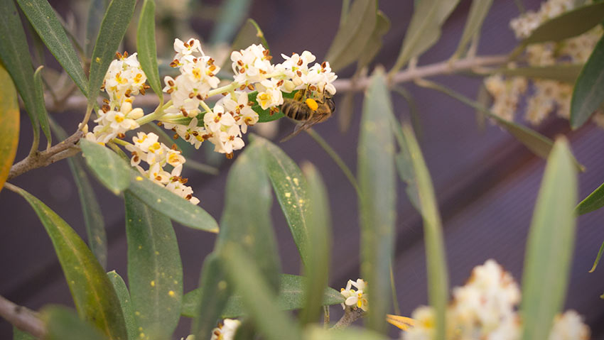 Der Olivenbaum blüht-und Bienen und Hummeln lieben ihn!