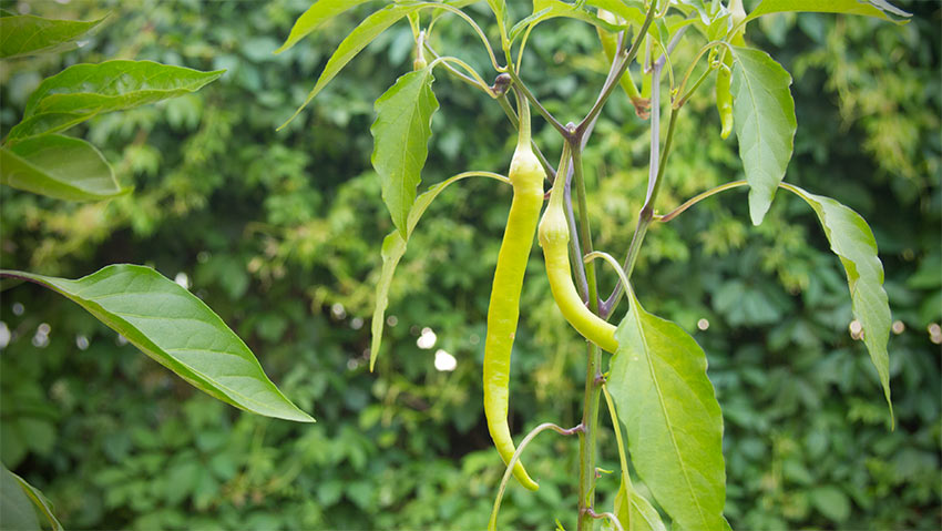 Pfefferoni im Juni im Burgenland