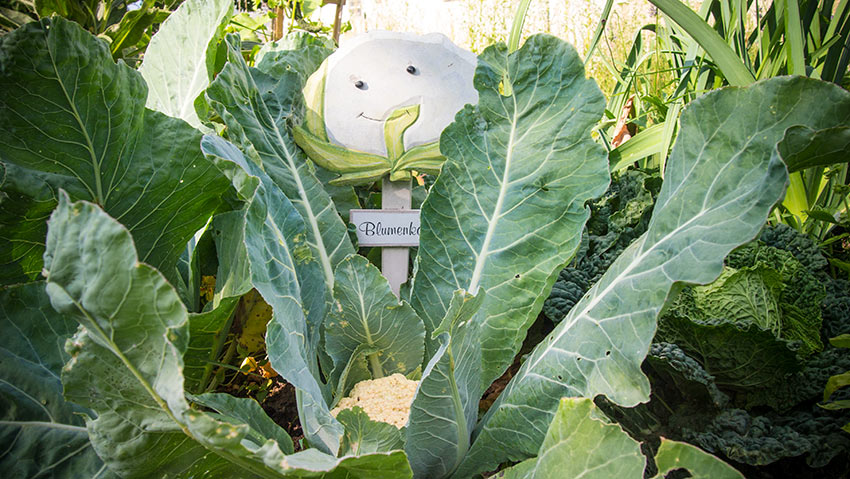 Der Karfiol (Blumenkohl) wächst prächtig