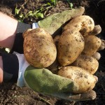 Erdapfel-Kartoffel-Ernte-2013-02