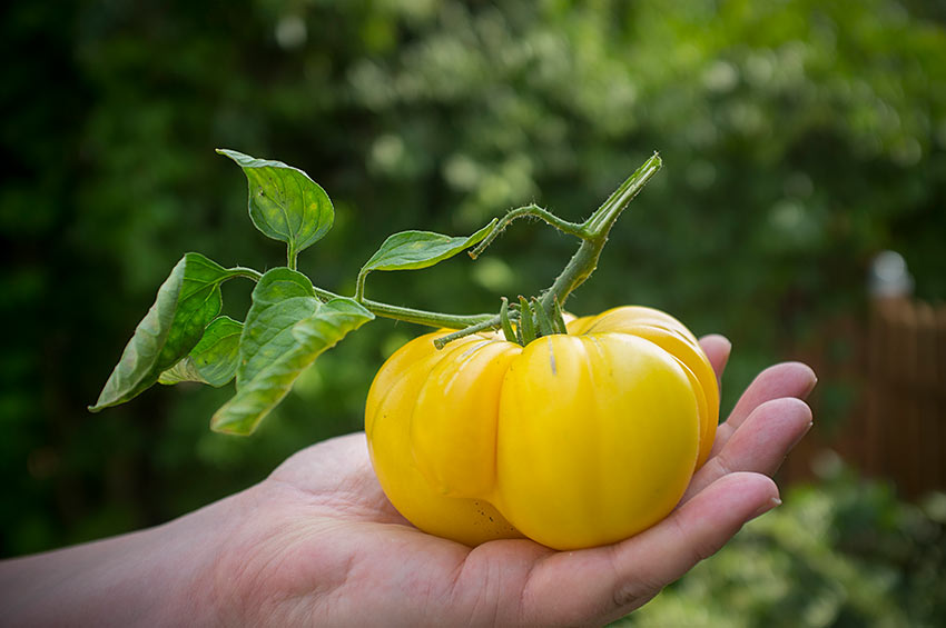 Paradeiser und Tomaten