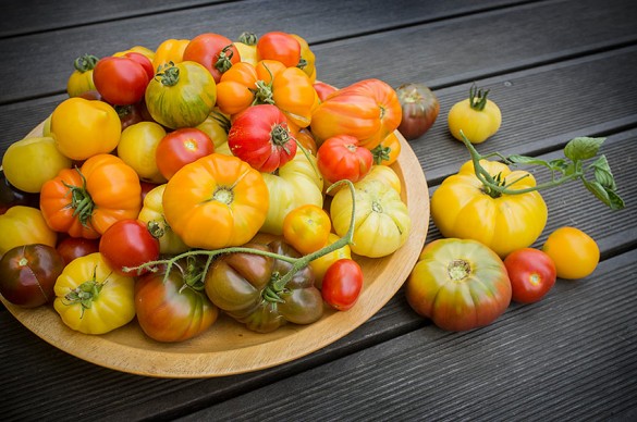 Vielfalt an Tomaten