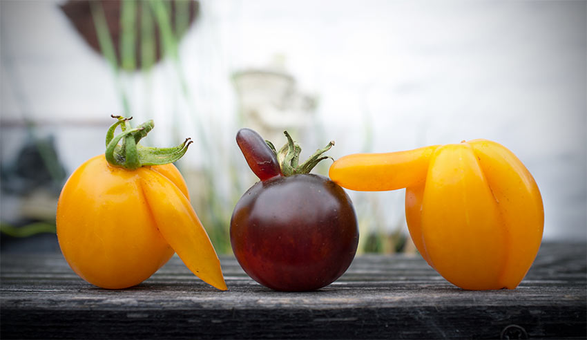 Woher kommt der Tomatensamen?