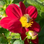 Bienen im Herbst auf einer ungefüllten Blüte-01