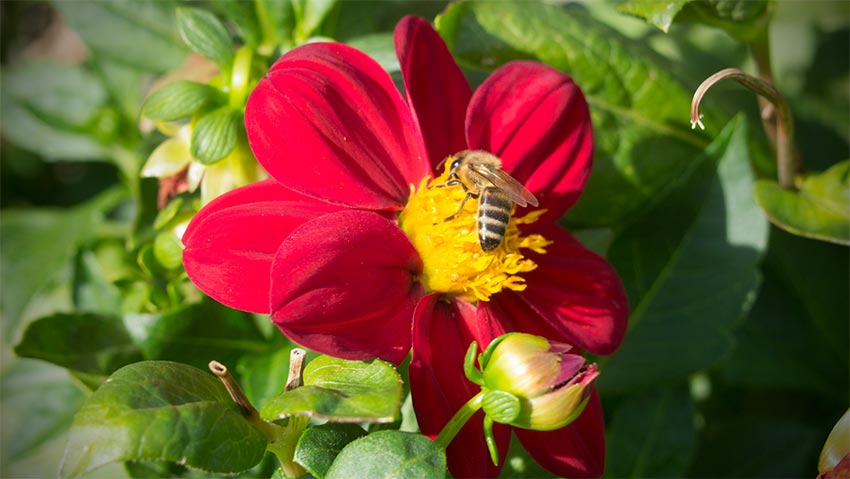 Bienen im Herbst auf einer ungefüllten Blüte-01