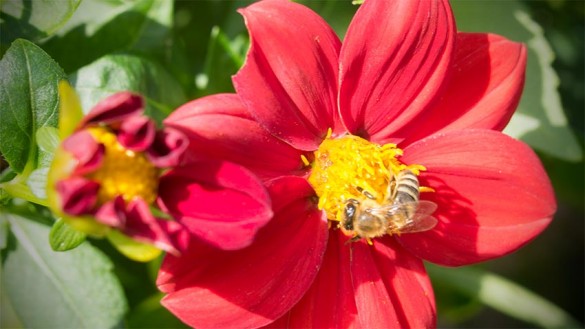 Bienen im Herbst auf einer ungefüllten Blüte-02