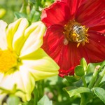 Bienen im Herbst auf einer ungefüllten Blüte