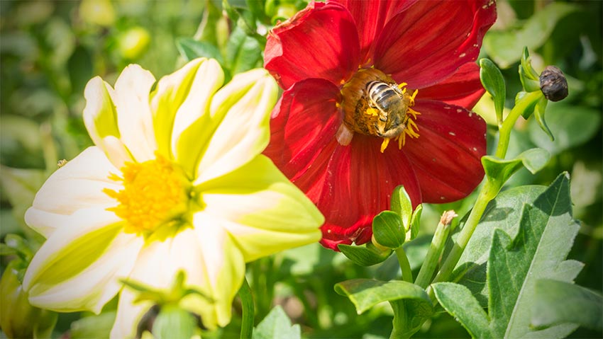 Bienen im Herbst auf einer ungefüllten Blüte