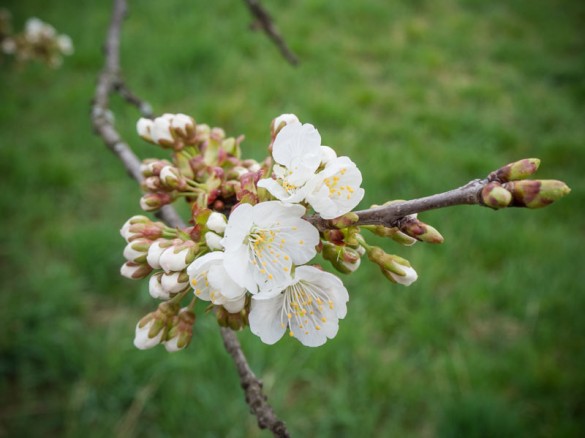 Kirschenblüte 2014