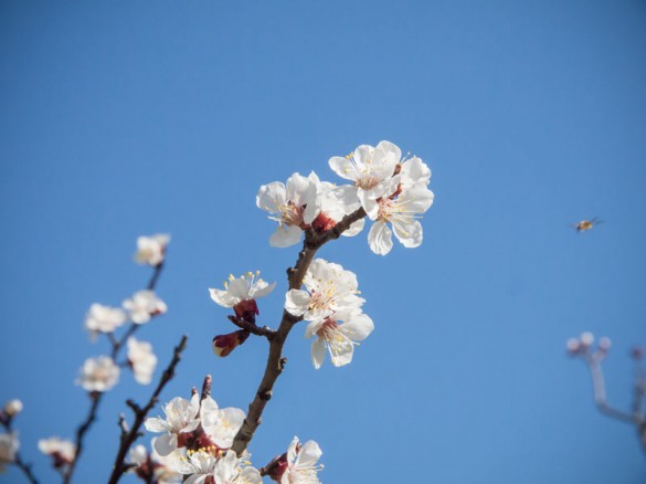 Marillenblüte im Burgenland 2014