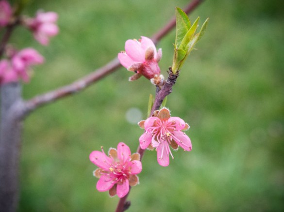 Nektarinenblüte