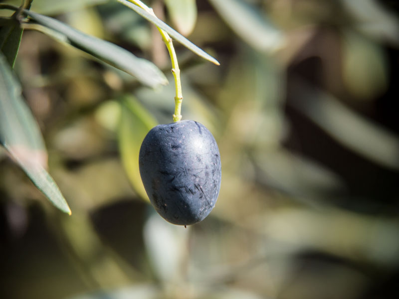 Olive - späte Ernte