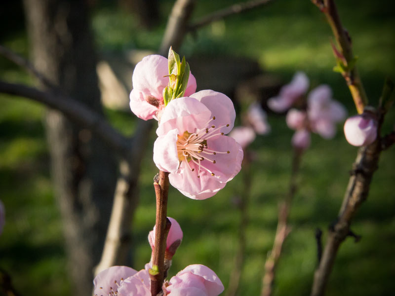 Pfirsichblüte 2014 Burgenland