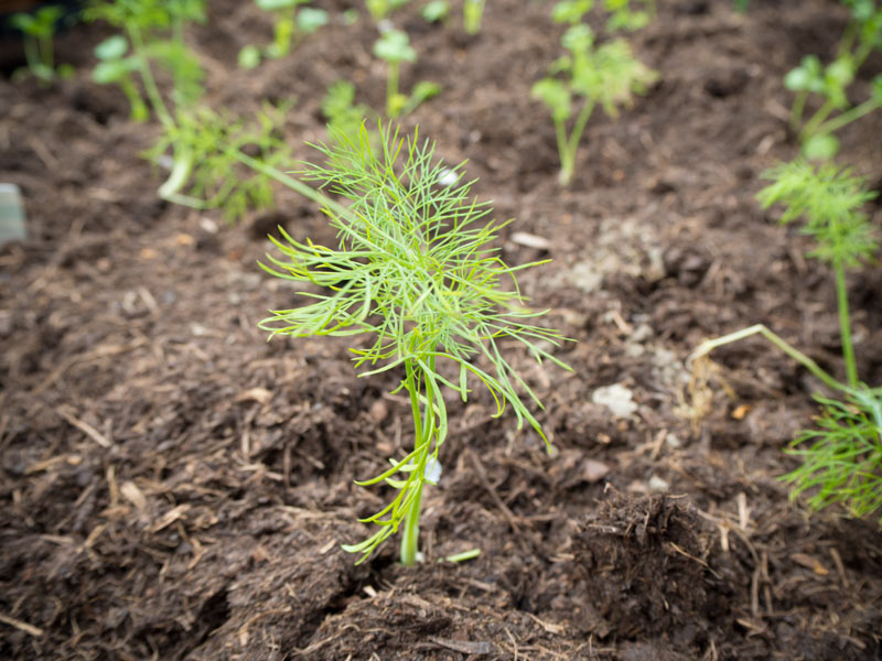 Fenchel eingepflanzt