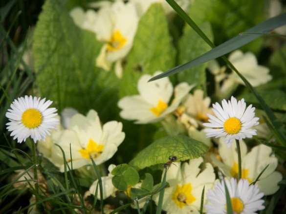 Gänseblümchen