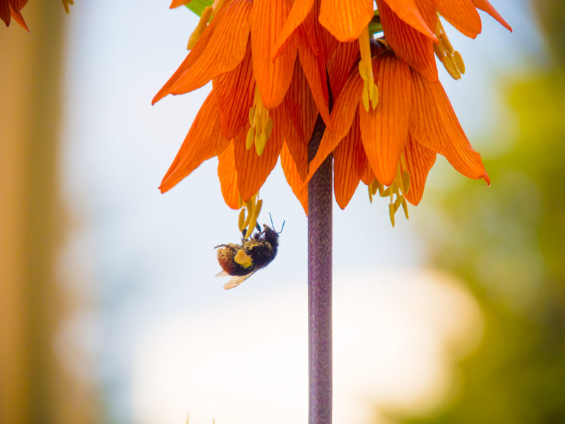 Hummel und Pollen