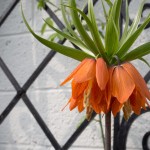 Kaiserkrone-Fritillaria