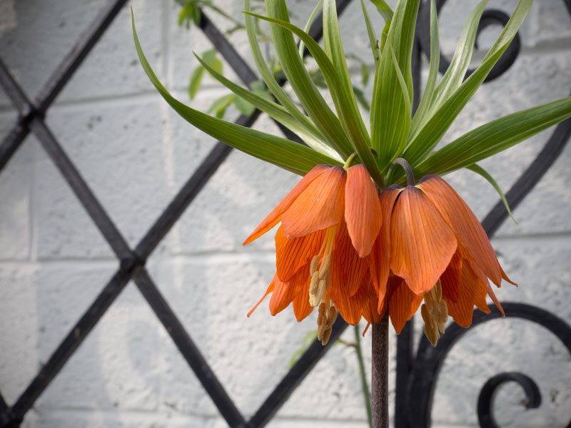 Kaiserkrone-Fritillaria