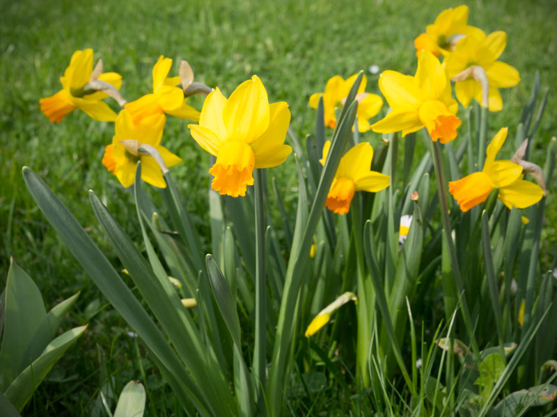 Die Farben des Frühlings