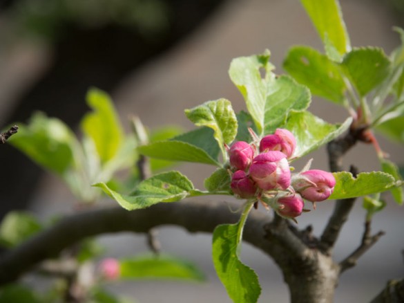 Apfelblüte 2014