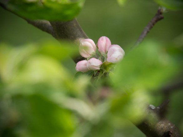 Apfelblüte 2014