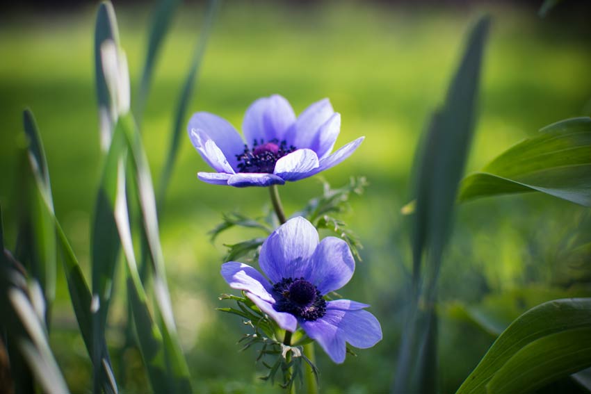 Blaue Blume