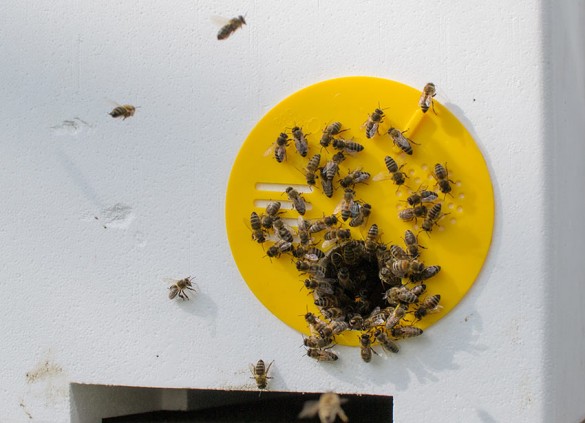 Eigener Bienenstock im Garten