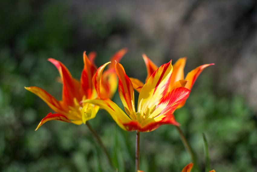 Ein künstlerisches Kleinod: Tip Toe Thru the Tulips - Tiny Tim
